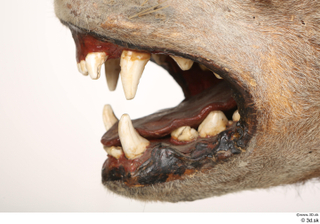 Striped Hyena Hyaena hyaena mouth teeth 0004.jpg